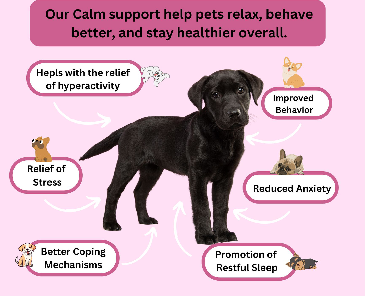 Calm Support — Natural Stress & Anxiety Relief for Dogs