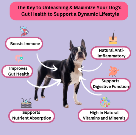 Prebiotic Gut Support — Daily Digestive Boost for Dogs