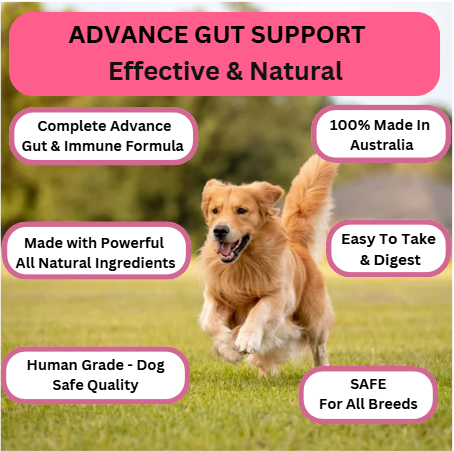 Prebiotic Gut Support — Daily Digestive Boost for Dogs