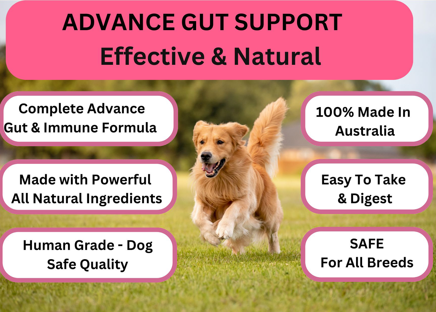 Prebiotic Gut Support — Daily Digestive Boost for Dogs