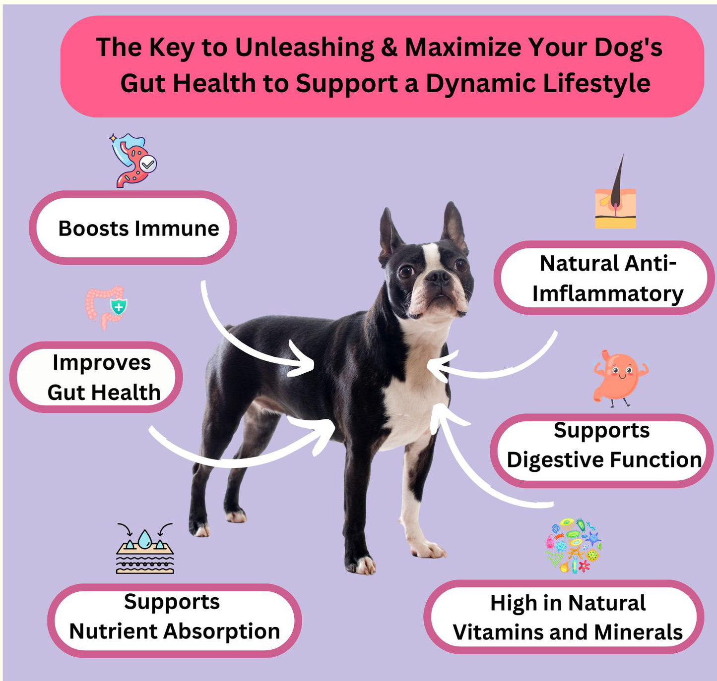 Prebiotic Gut Support — Daily Digestive Boost for Dogs