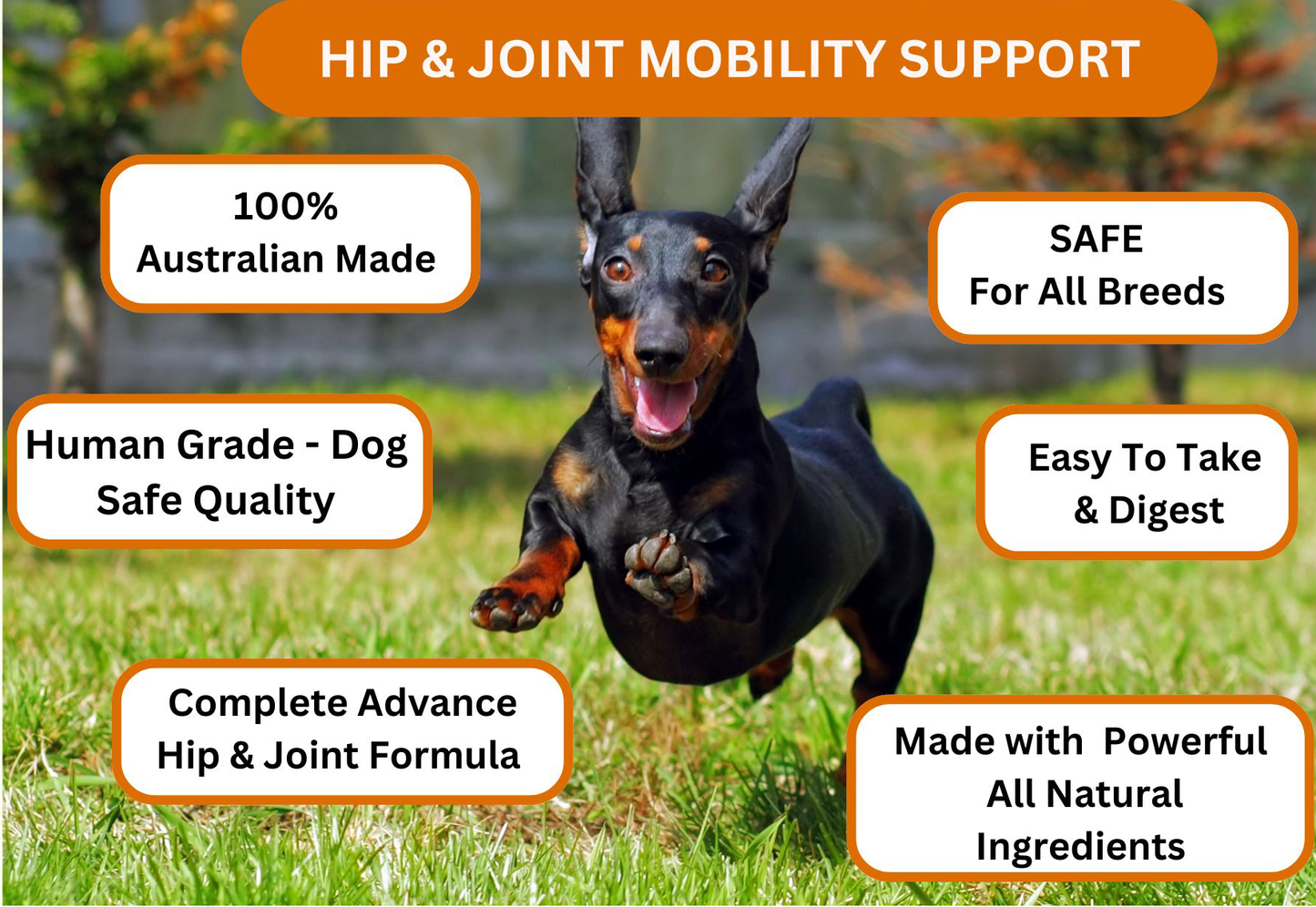 Hip & Joint Support — Daily Mobility Formula for Dogs